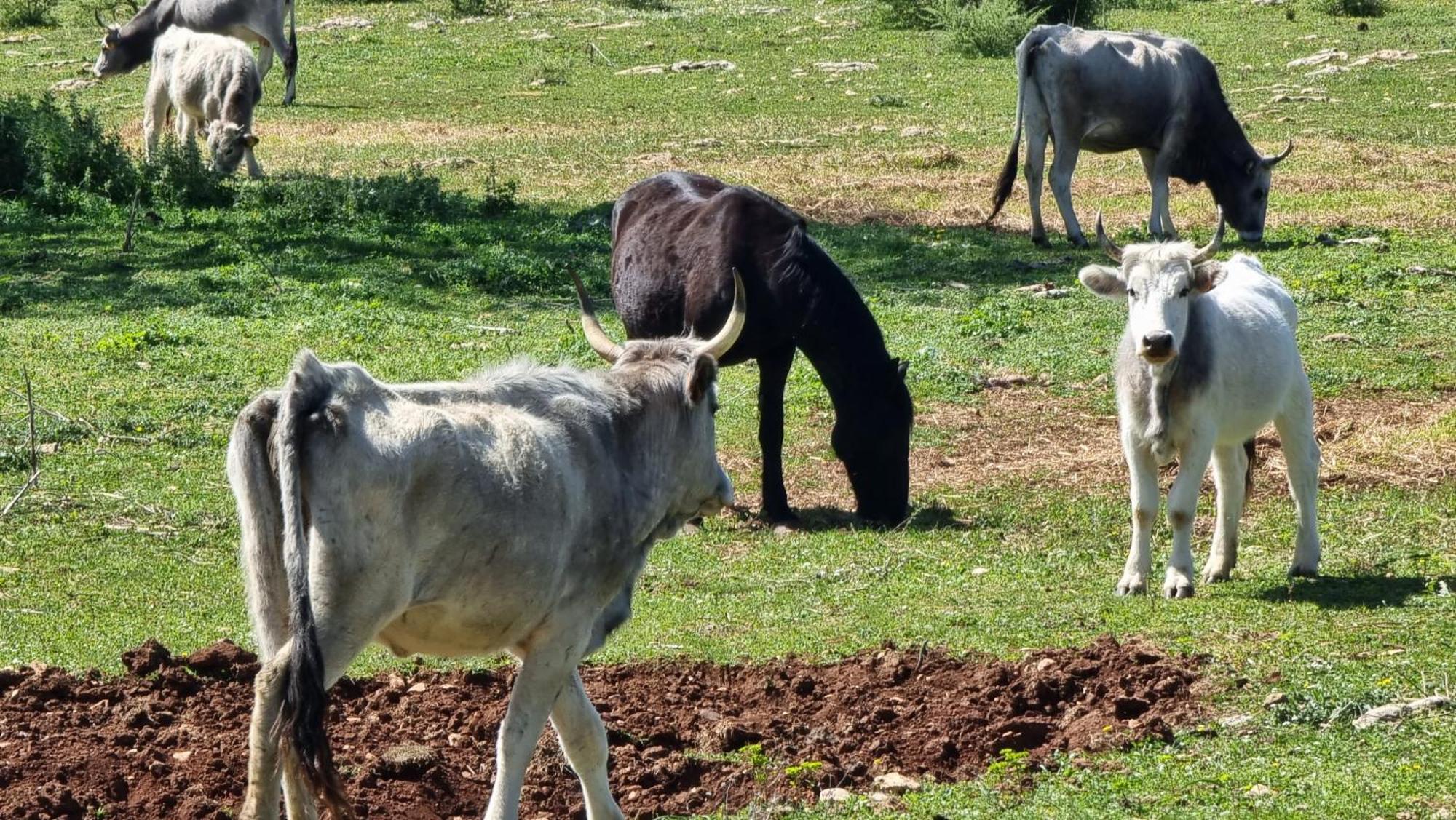 Agriturismo Iazzo Scagno Martina Franca Eksteriør bilde