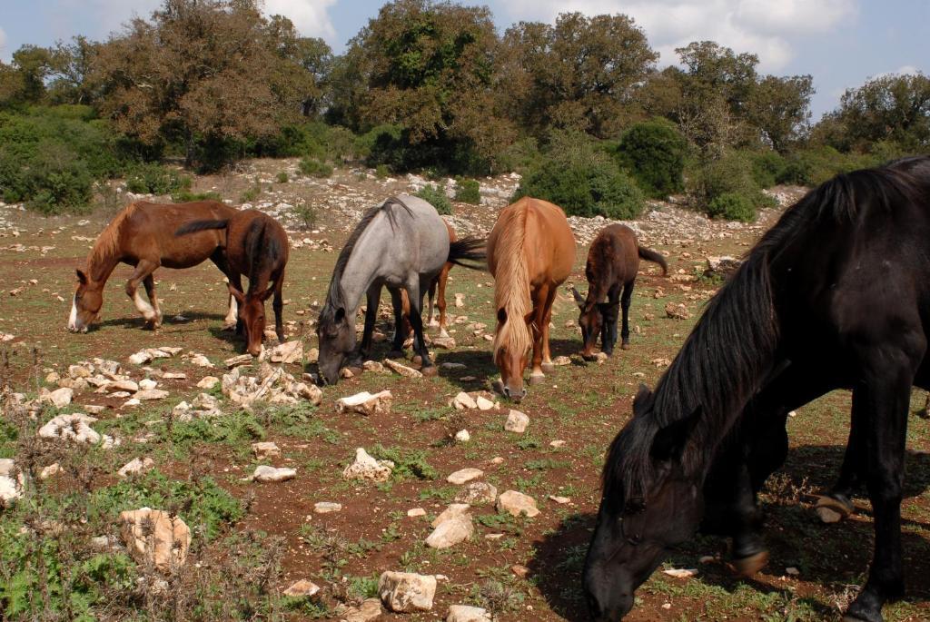 Agriturismo Iazzo Scagno Martina Franca Eksteriør bilde